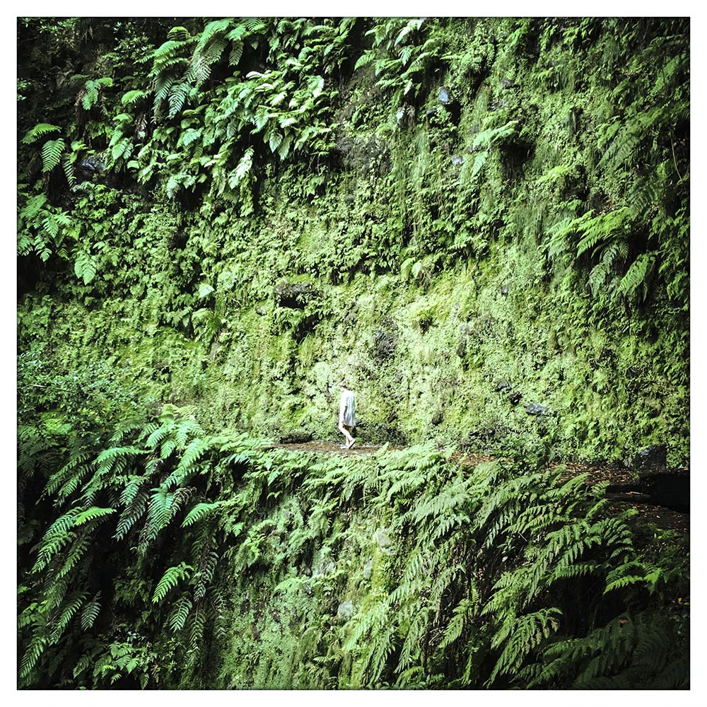 pfad des grünen unsinns_S